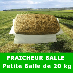 Fraicheur_balle